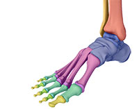 Foot and Ankle Anatomy